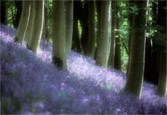 Bluebell wood - Andrew Kime